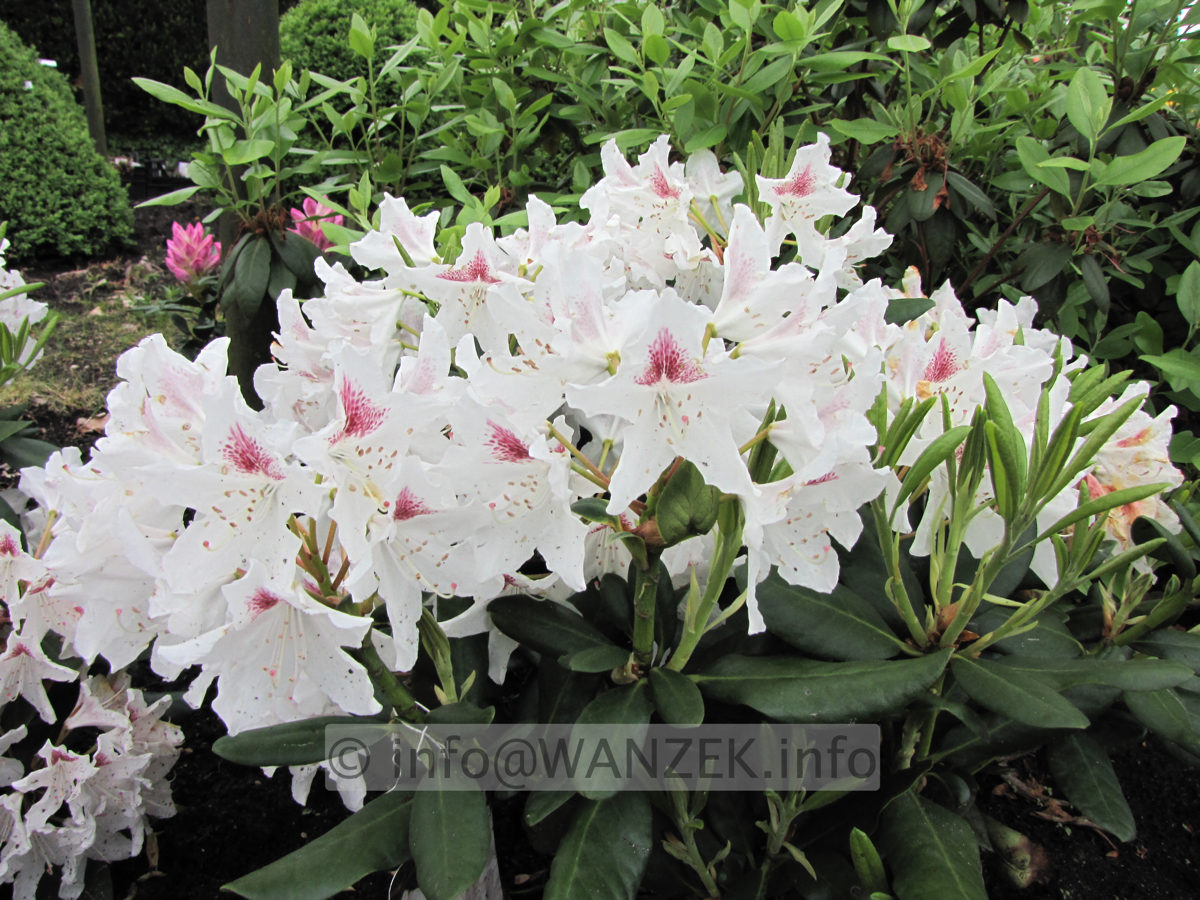 Rhododendron Schneeauge 01.JPG